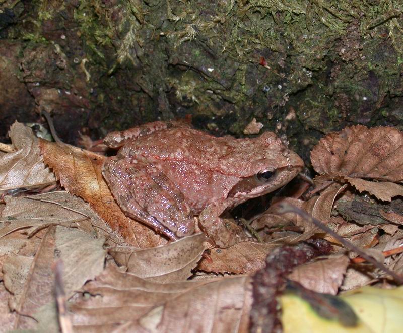Rana italica